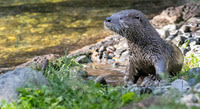 otter-2