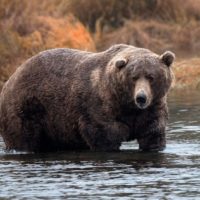 gettyimages_brownbear_092222