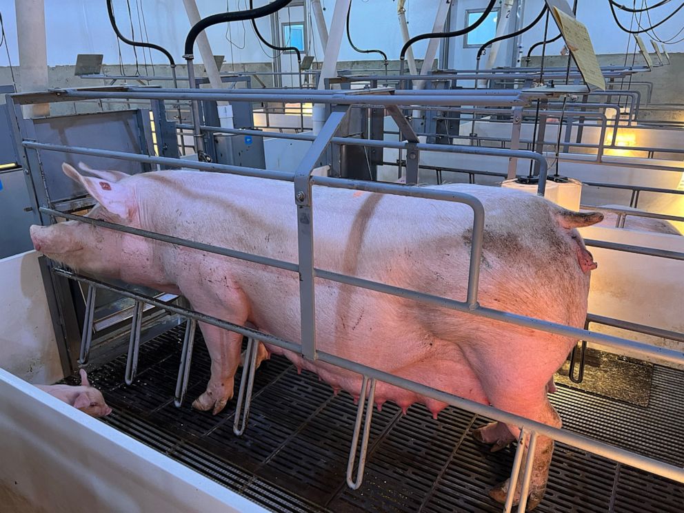 Supreme Court battle over 'cruelty' to pregnant pigs could affect pork prices, animal care - Vimarsana News