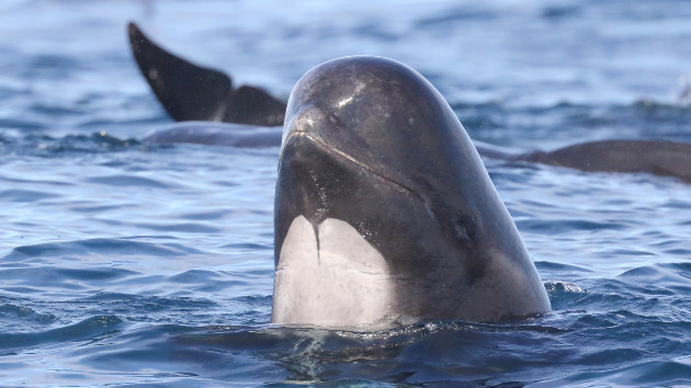 Hundreds of whales beached on New Zealand islands - Vimarsana News