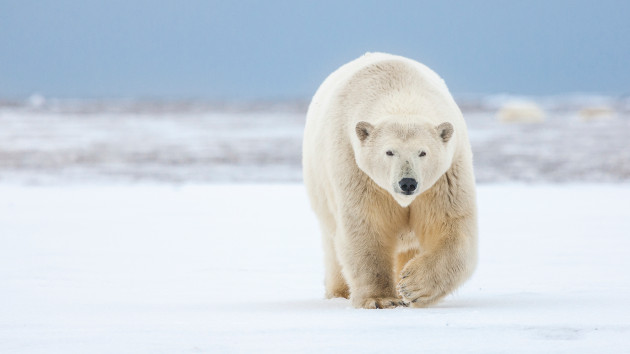 More interactions between humans and polar bears are likely as sea ice melts due to climate change, scientists say - Vimarsana News