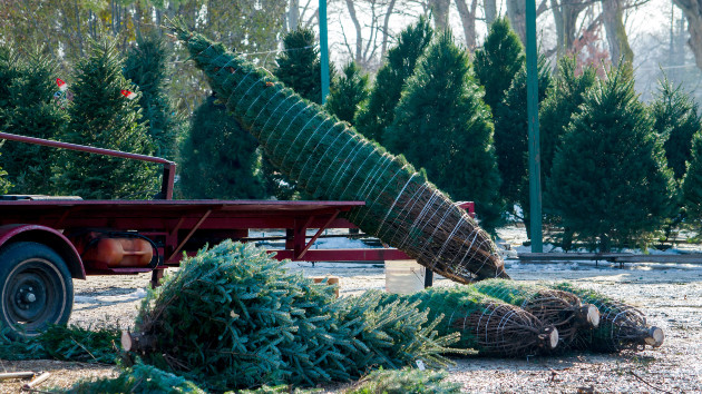 What to expect when buying a Christmas tree this holiday season - Vimarsana News