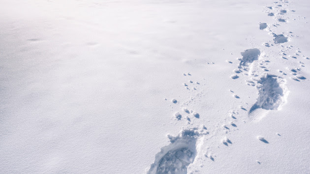 NYU to review Buffalo's blizzard response after storm leaves 39 dead - Vimarsana News
