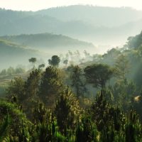 gettyimages_madagascarrainforest_011023