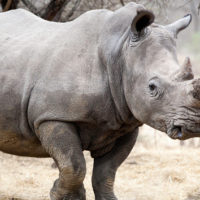 gettyrf_82422_whiterhino646192