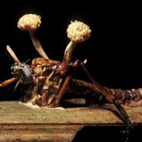 gettyimages_cordyceps_020523201879