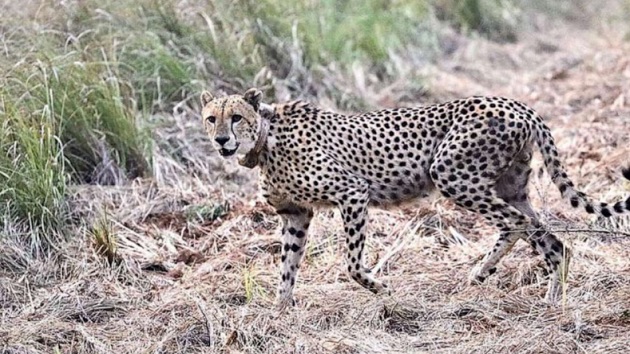 100 cheetahs sent to India from South Africa in attempt to repopulate the species - Vimarsana News
