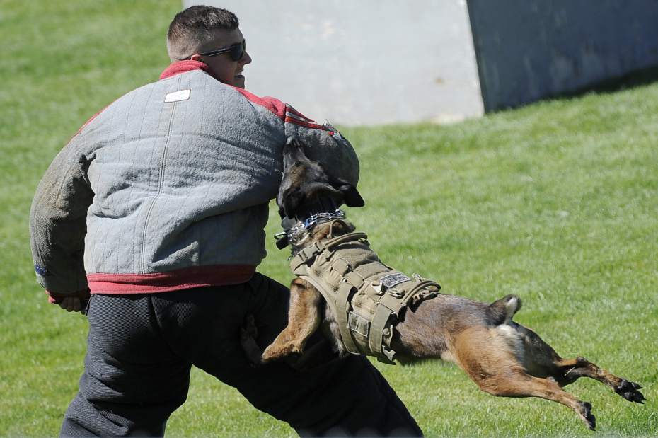 K9 Kim Retires After 900+ Deployments - Vimarsana News