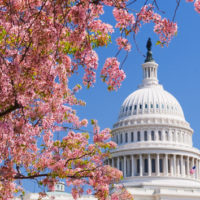 gettyrf_030123_capitolcherryblossoms148876