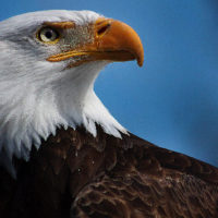 gettyrf_030223_baldeaglestock614984