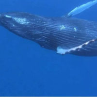humpbackwhale_1678180894222_hpmain_16x9_99228129710983