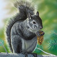 squirrel