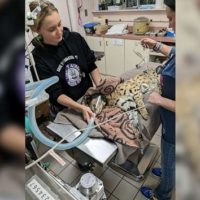 cincinnatianimalcare_serval_031223767785