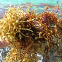 gettyrf_31523_seaweedbloom81732