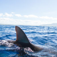 gettyrf_32023_sharkfin107156