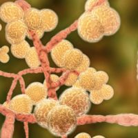 gettyimages_candidaauris_032123364221