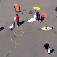 wpvi_beacheddolphins_032123228288