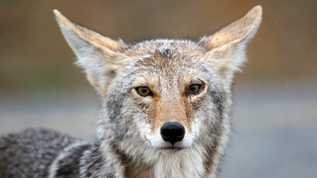 DFW Prohibits Coyote Killing Contests - Vimarsana News