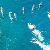 dophins-hawaii_1680075464520_hpmain_16x9_99228129389458