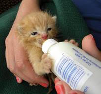 HSCO Hosts 'Kitten Shower' | MyCentralOregon.com - Horizon Broadcasting Group, LLC - Vimarsana News