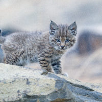 bobcat_baby