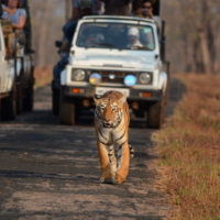 gettyimages_tiger_052523365341