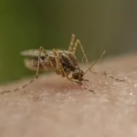 gettyimages_mosquito_062623802528