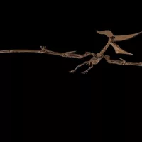 sotheby27s_pteranodonskeleton_071223990514