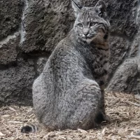 bobcat_june_2023_by_abbott_schindler