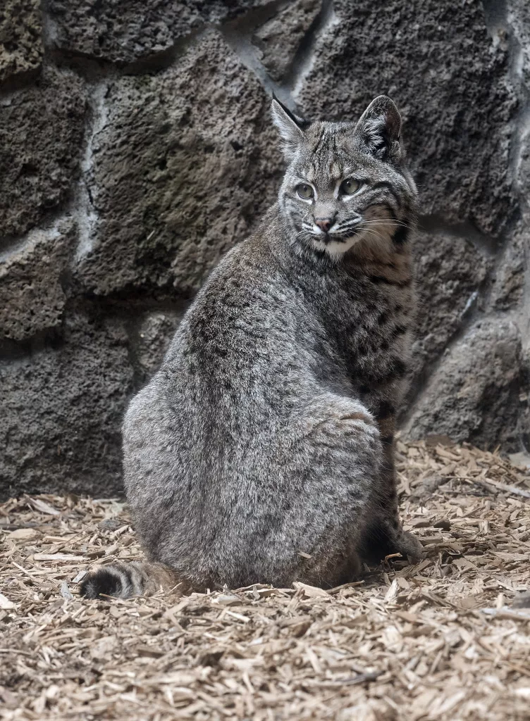 Raffle Winner Will Name New Bobcat - Vimarsana News