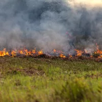 gettyrf_080923_wildfiresgreengrass918976