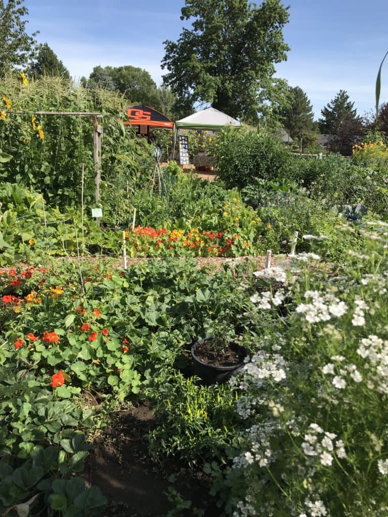 Hollinshead Open Garden Day Aug. 19th - Vimarsana News