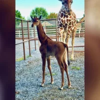 giraffe-1-ht-bb-230822_1692716072220_hpmain_16x9_992590060