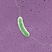 gettyimages_bacteria_090523346428