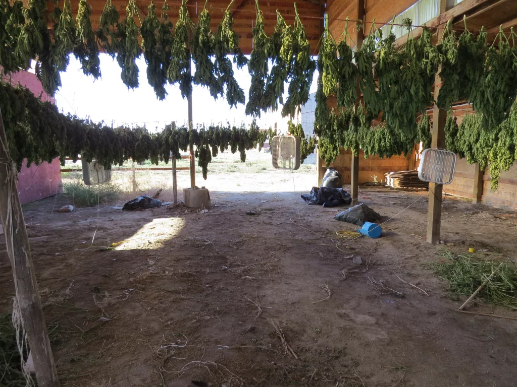Illegal Pot Found In Christmas Valley - Vimarsana News