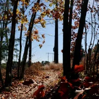 gettyimages_woods_100323585629