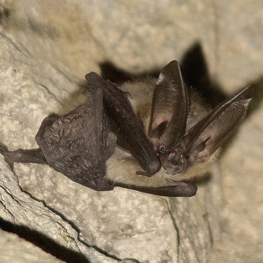 BLM 'Bat Beauty Contest' Underway | MyCentralOregon.com - Horizon Broadcasting Group, LLC - Vimarsana News
