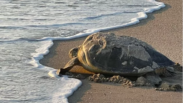 Number of sea turtle nests on Florida coasts exploding, even tripling in some regions, conservationists say - Vimarsana News