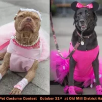 hsco-omd-halloween-pet-costume-contest