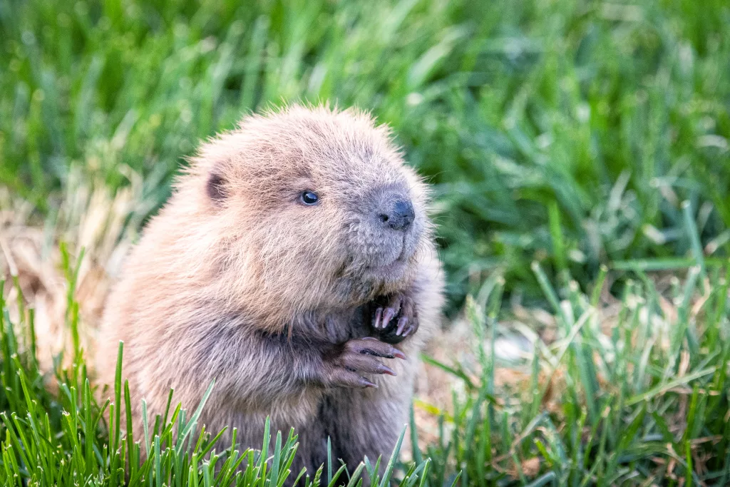 High Desert Museum Welcomes Baby Beaver - Vimarsana News