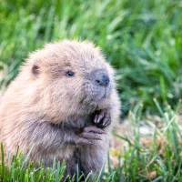 baby_beaver_jon_nelson