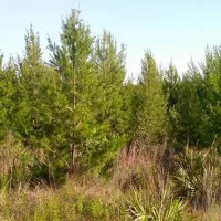 ocala-national-forest-ht-gmh-231121_1700587682278_hpembed_22x15556867