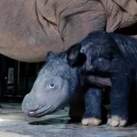 112623_zoo_rhino399093