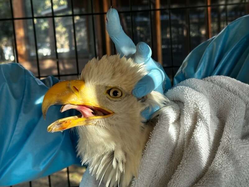 Think Wild Rescues Their First Bald Eagle - Vimarsana News