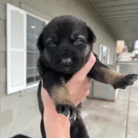 pup