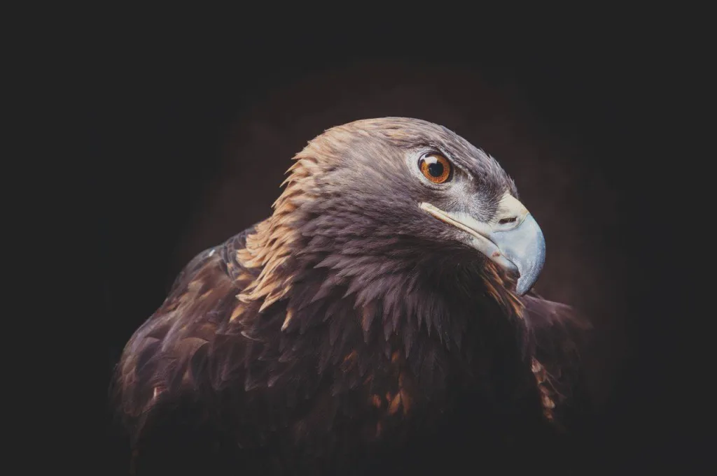 Golden Eagle Passes After 40 Years As Wildlife Ambassador - Vimarsana News