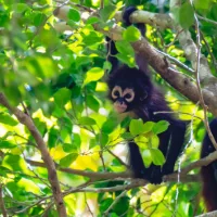 gettyrf_020924_spidermonkeys162469