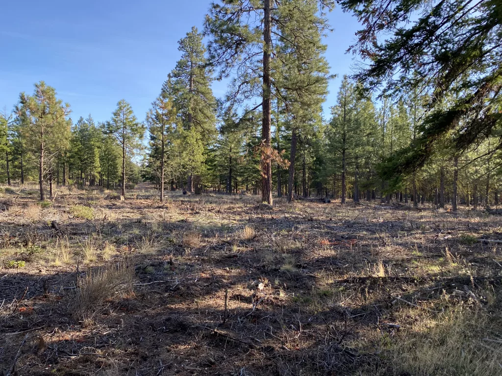 Sisters Ranger District "Mowing Ahead" To Reduce Fuels | MyCentralOregon.com - Horizon Broadcasting Group, LLC - Vimarsana News