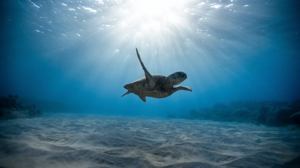 Nearly half of the world's migratory species are in decline, UN report warns - Vimarsana News