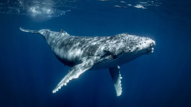 Scientists discover how whales can sing under water and how shipping noise can disrupt communication - Vimarsana News